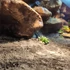 Terráriumi aljzat, talaj, európai szárazföldi teknősök számára, 5,5 liter